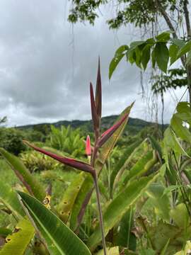 Image of Shining False-Bird-of-Paradise