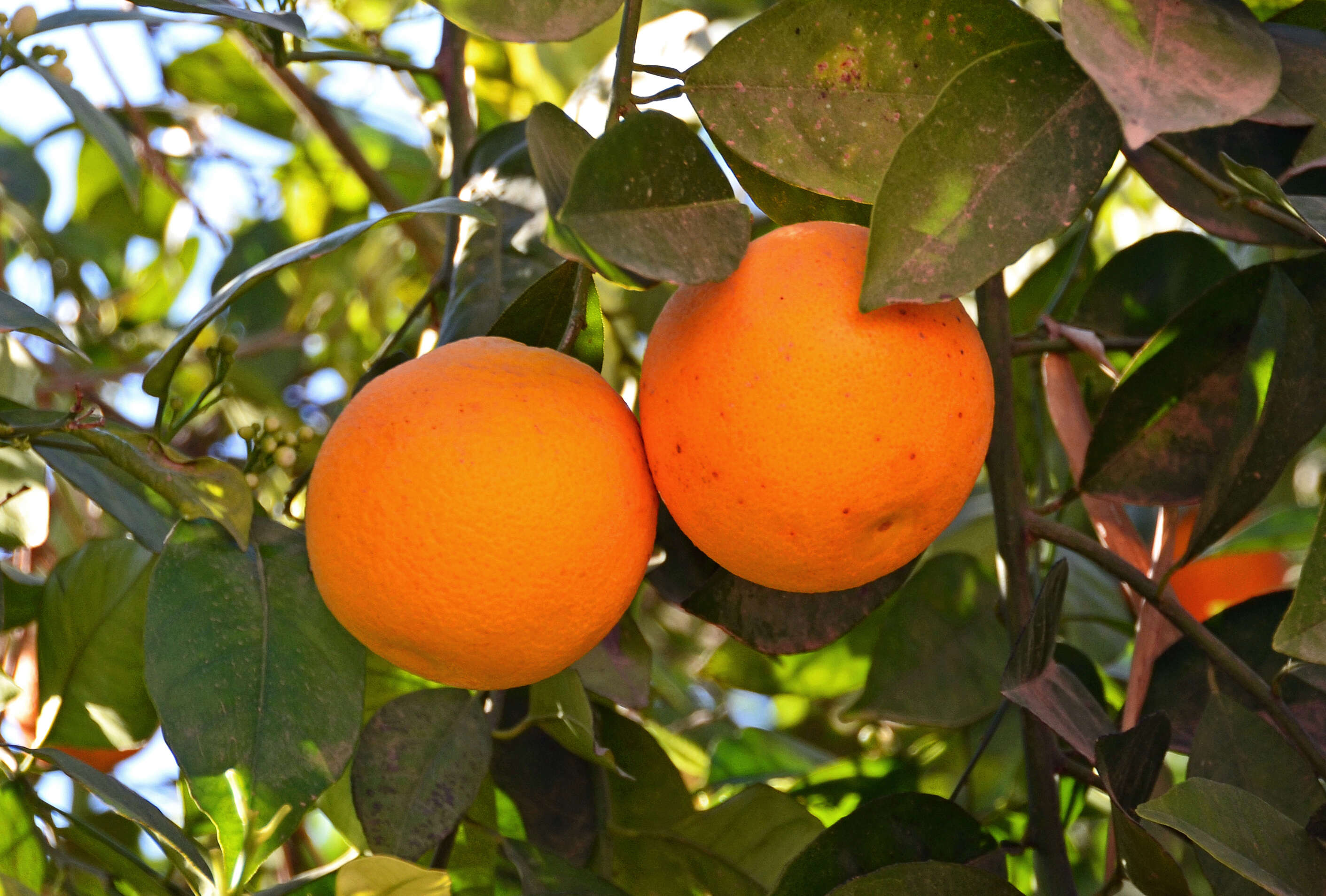 Image of Citrus × sinensis