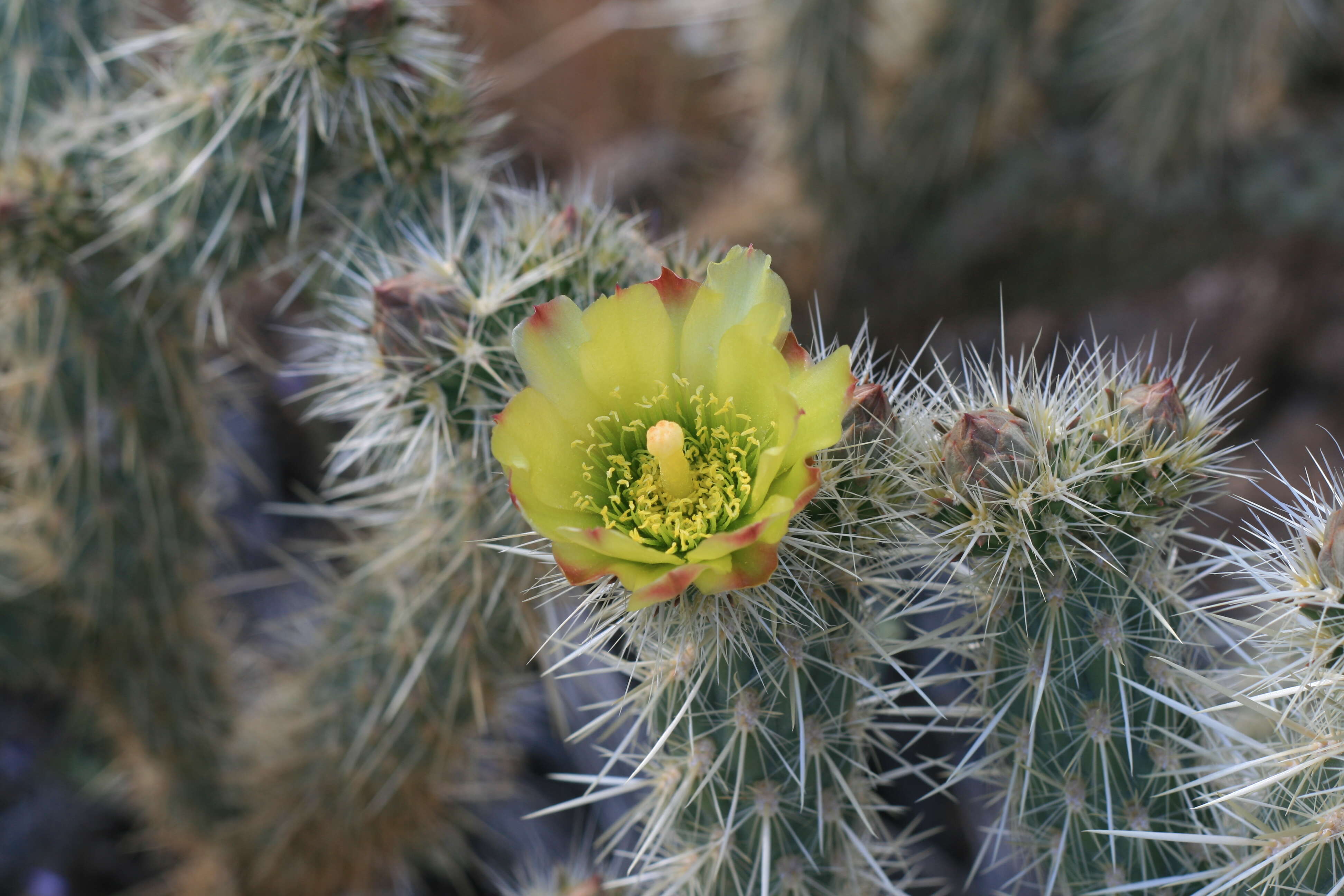 Image of Wiggins' cholla