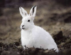 Image of Arctic Hare