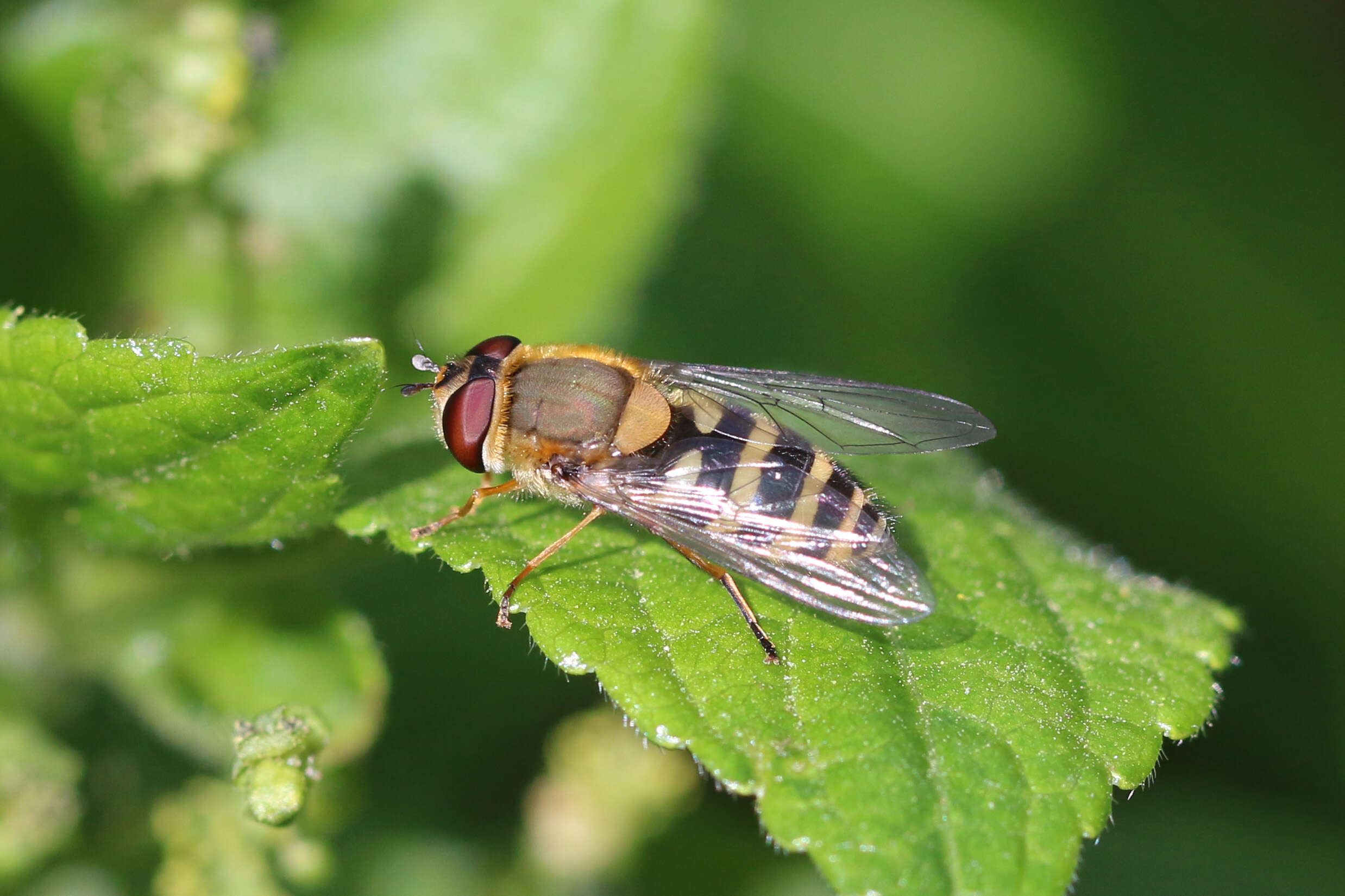 Plancia ëd Syrphus ribesii (Linnaeus 1758)