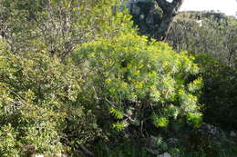 Image of tree spurge