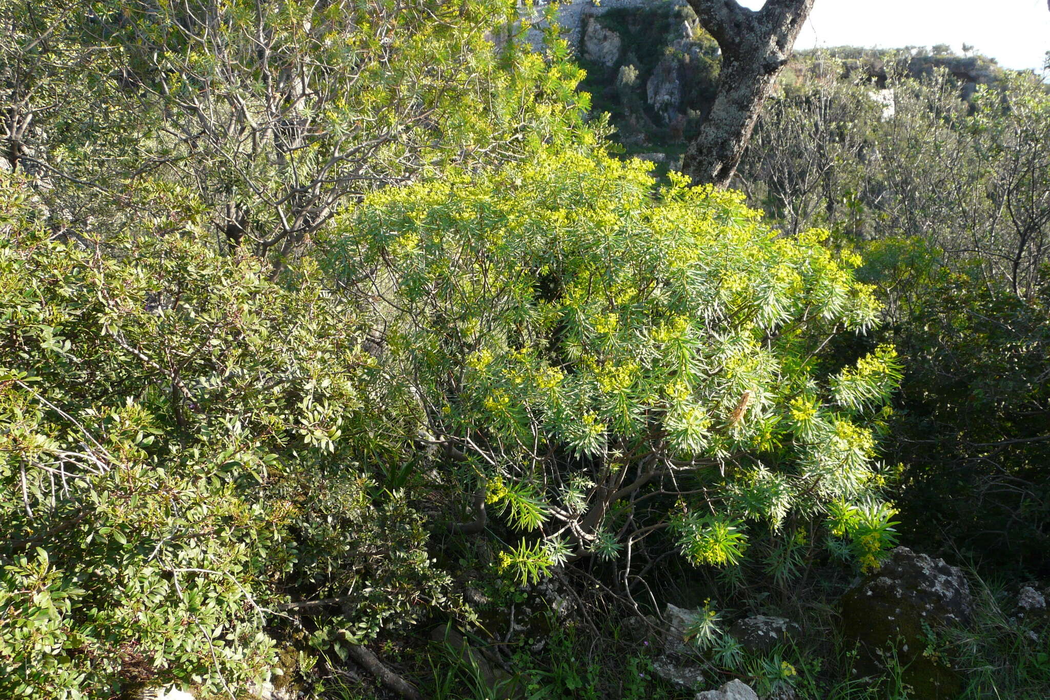 Слика од Euphorbia dendroides L.