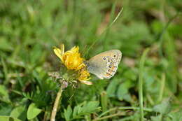 Image of Coenonympha amaryllis Cramer 1782