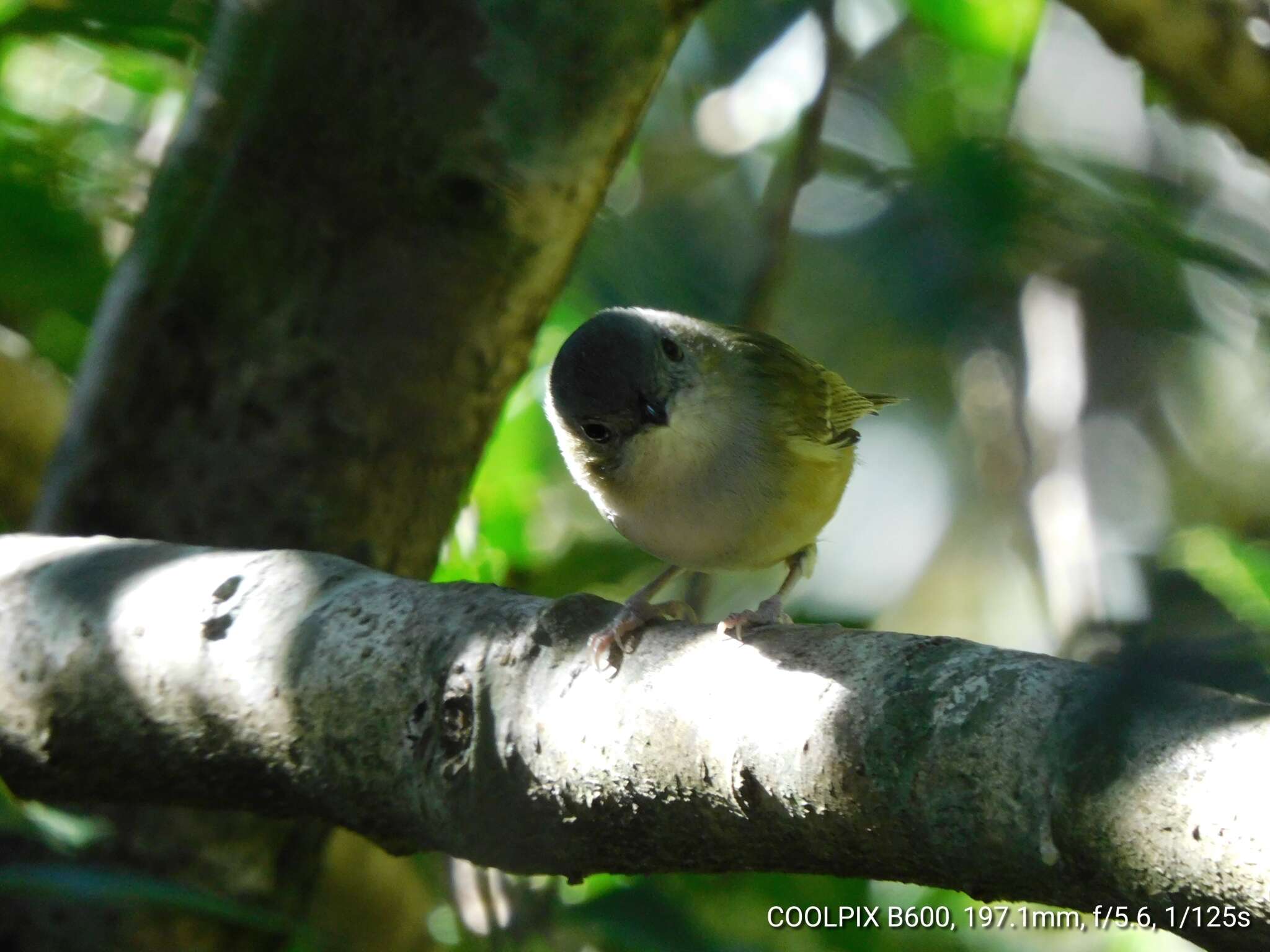 Imagem de Pteruthius xanthochlorus Gray, JE, Gray & GR 1847