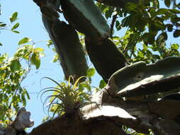 Image of Dendrocereus