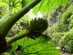 Sivun Gunnera masafuerae Skottsberg kuva