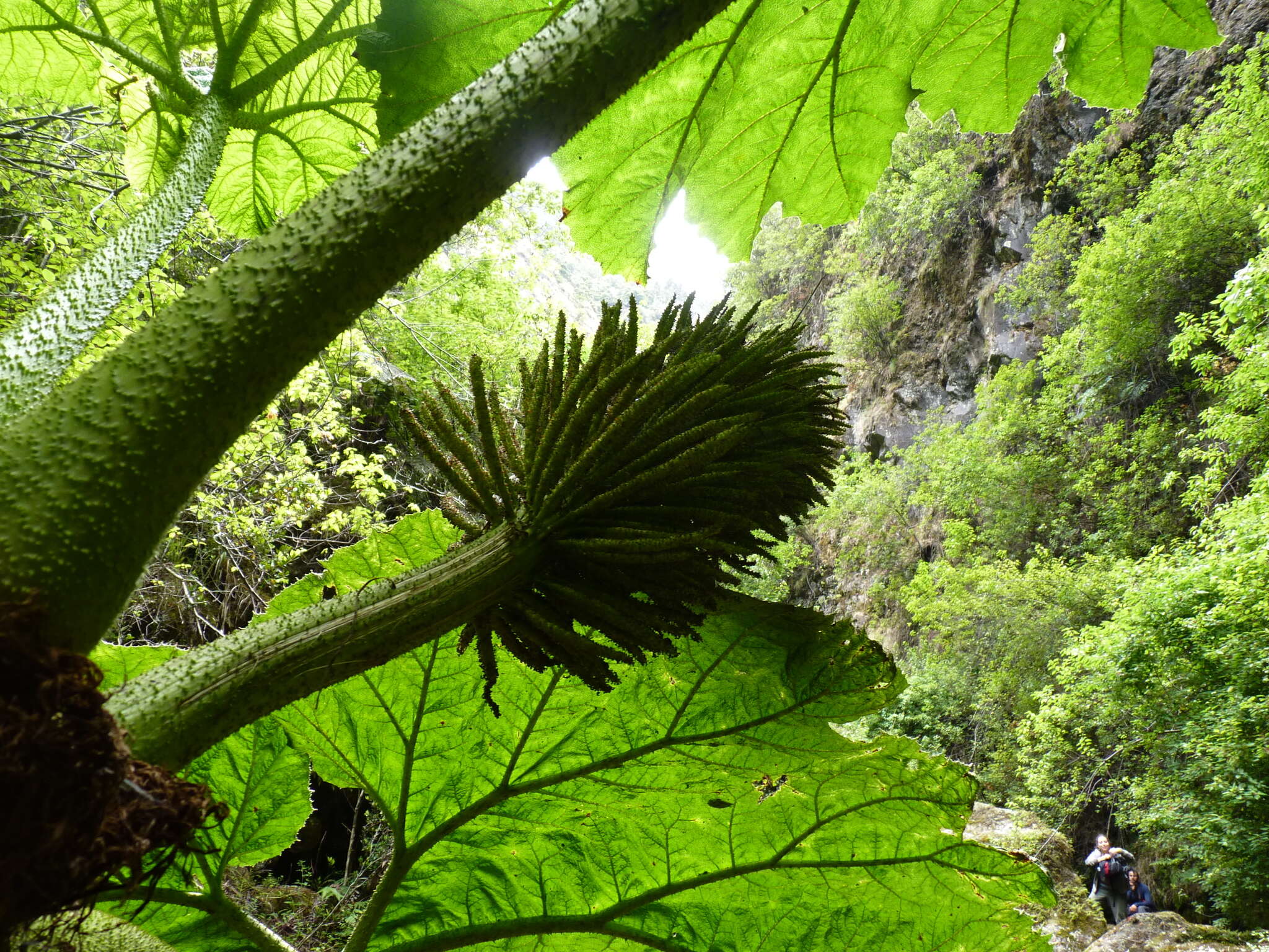 صورة Gunnera masafuerae Skottsberg