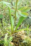 Plancia ëd Dodecatheon jeffreyanum subsp. jeffreyanum