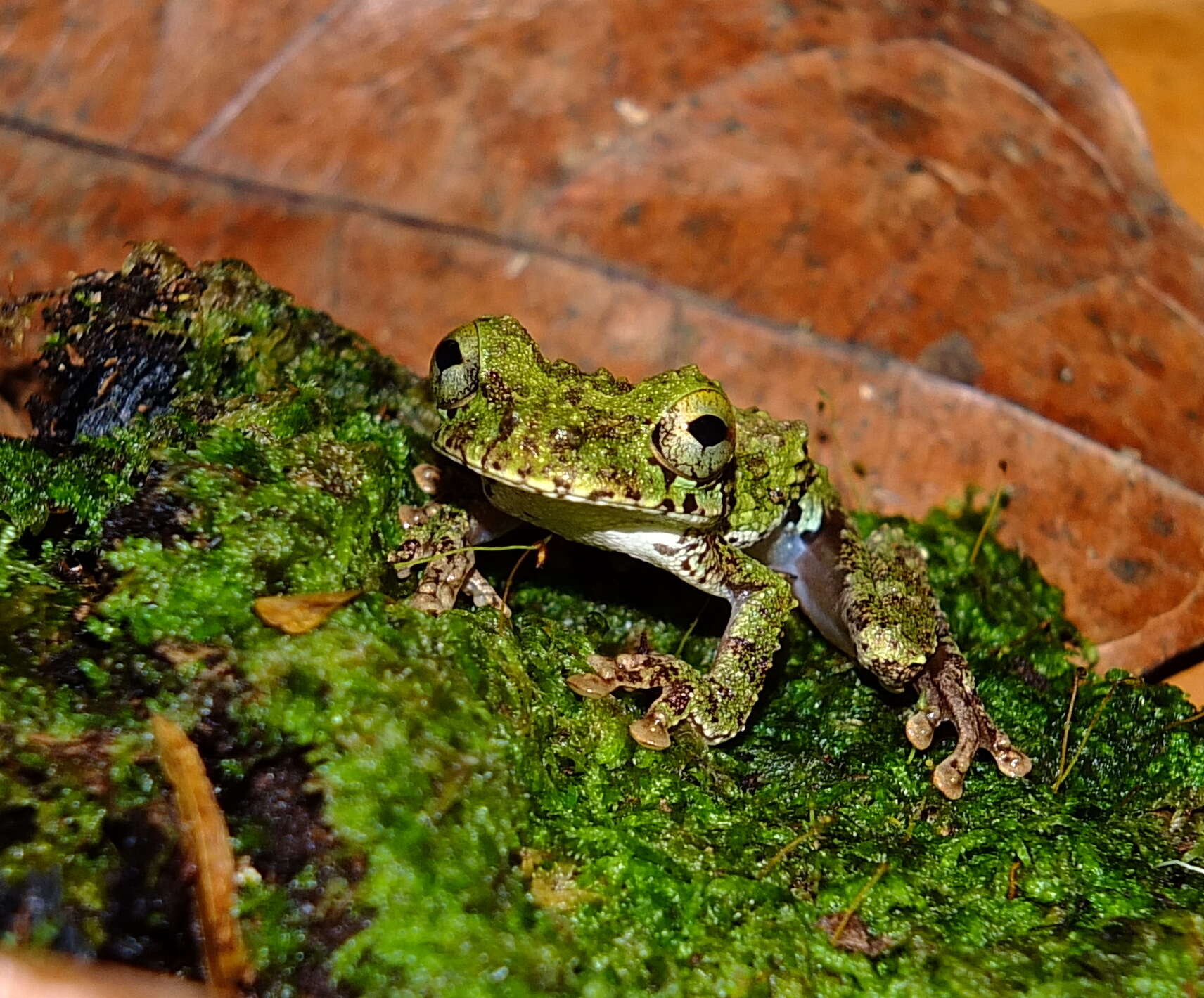 Image of Helena's slender-legged tree frog