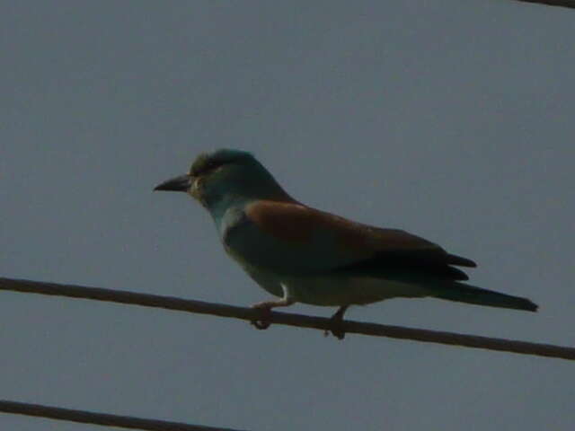 Image of European Roller