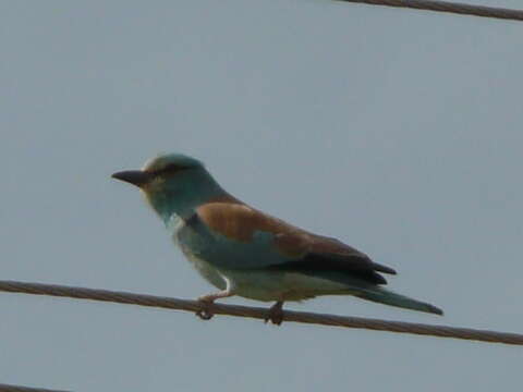 Image of European Roller