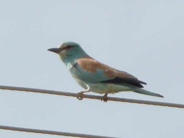 Image of European Roller