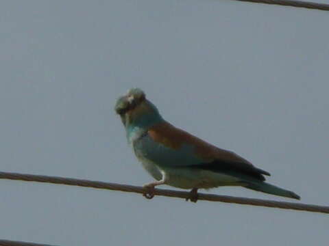 Image of European Roller