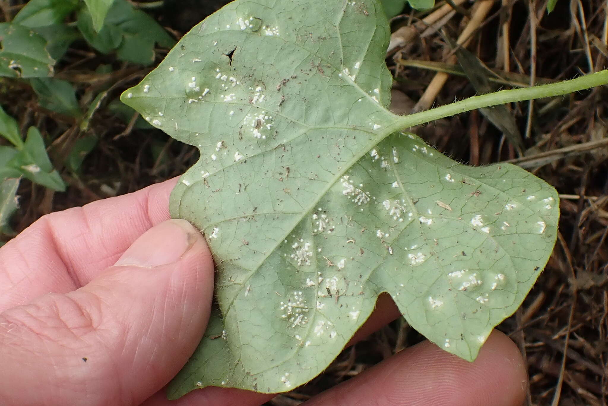 Image of Albugo ipomoeae-panduratae