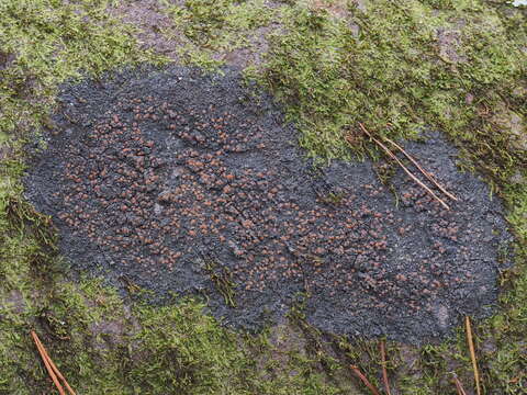 Image of Rimmed shingle lichen