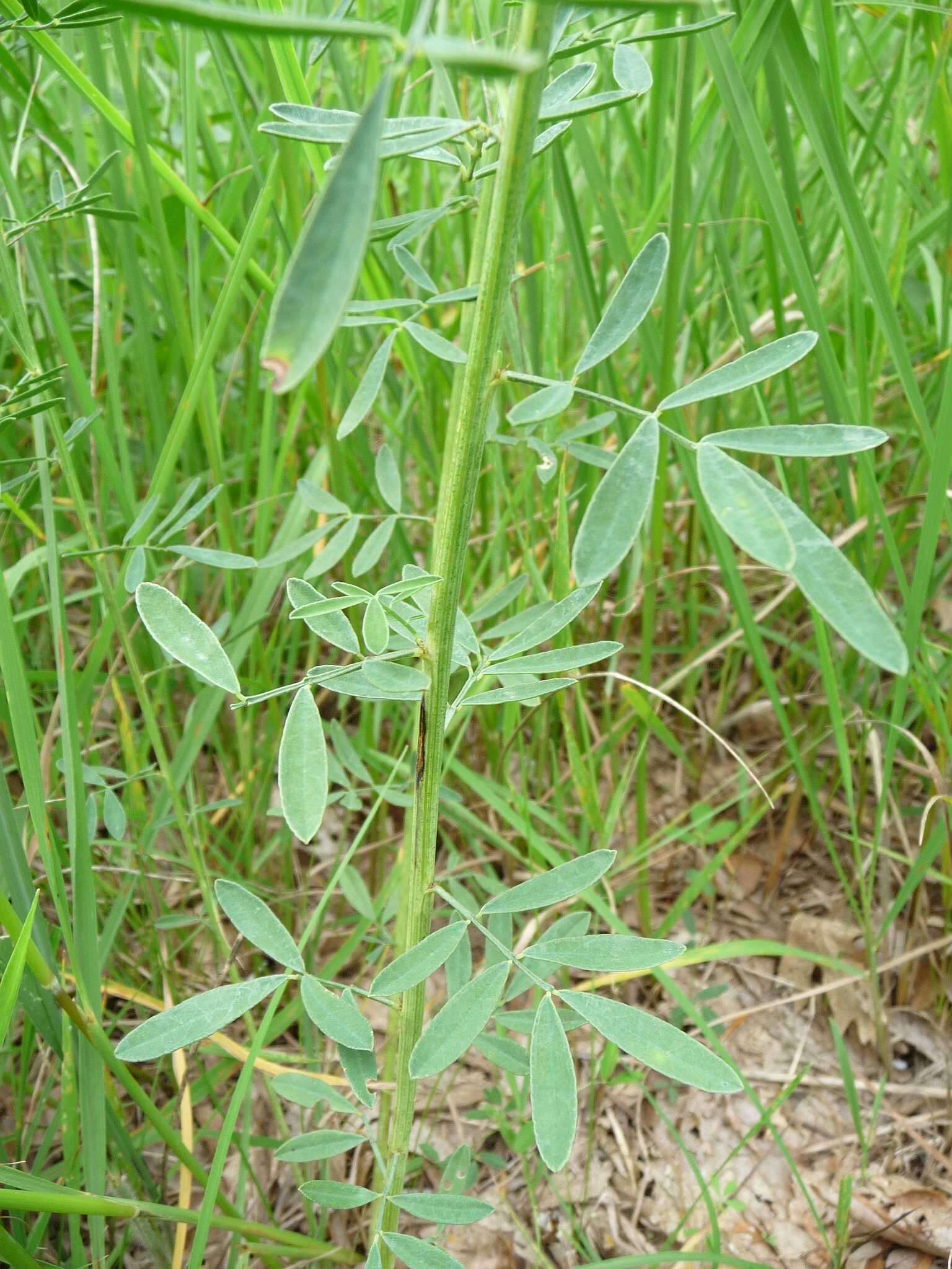 Imagem de Dalea candida var. candida