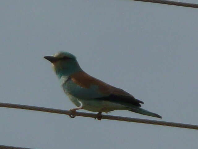 Image of European Roller