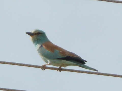 Image of European Roller