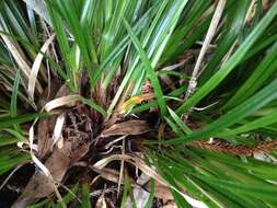 Image de Carex uncinata L. fil.