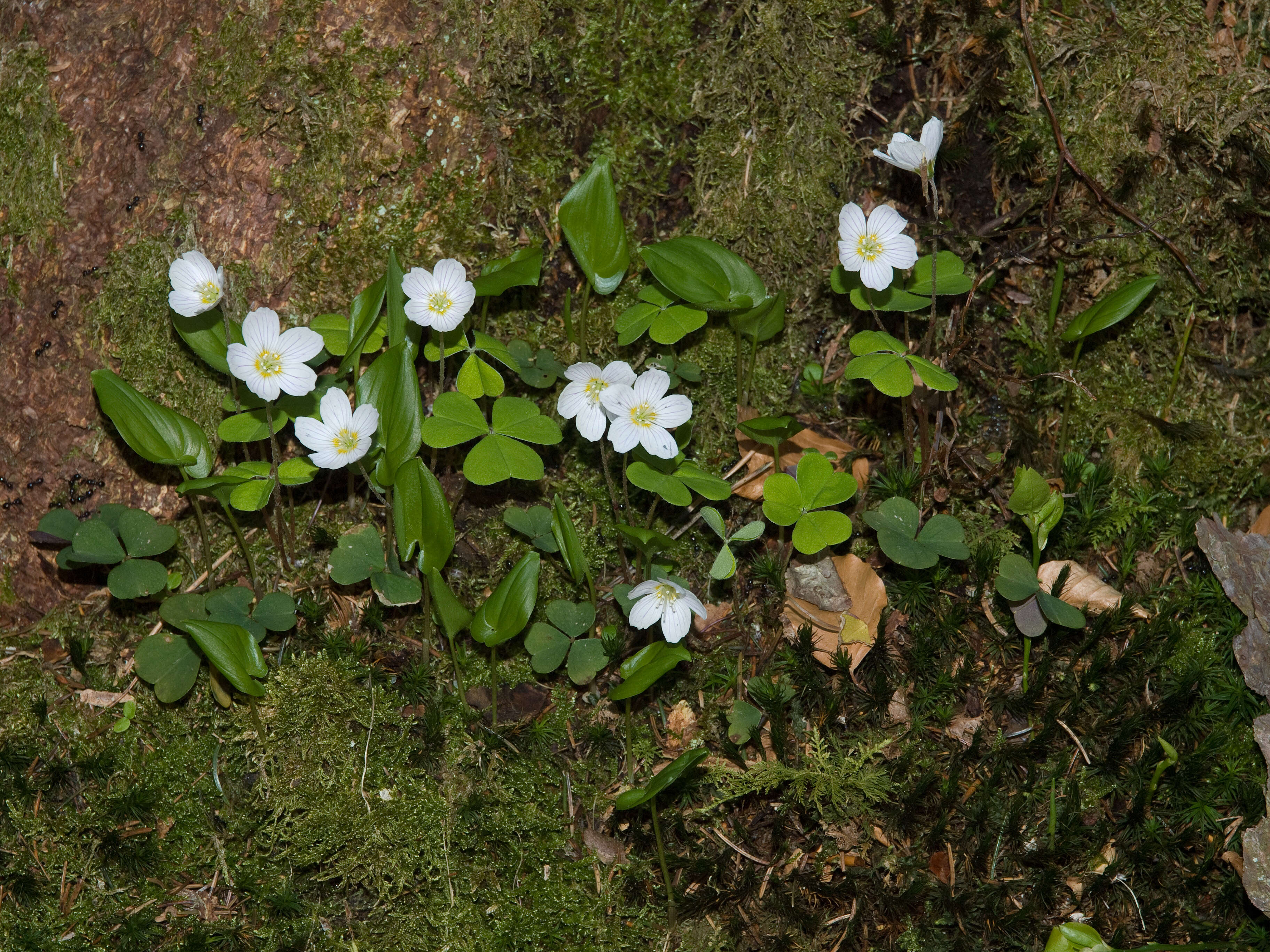 Imagem de Oxalis acetosella L.