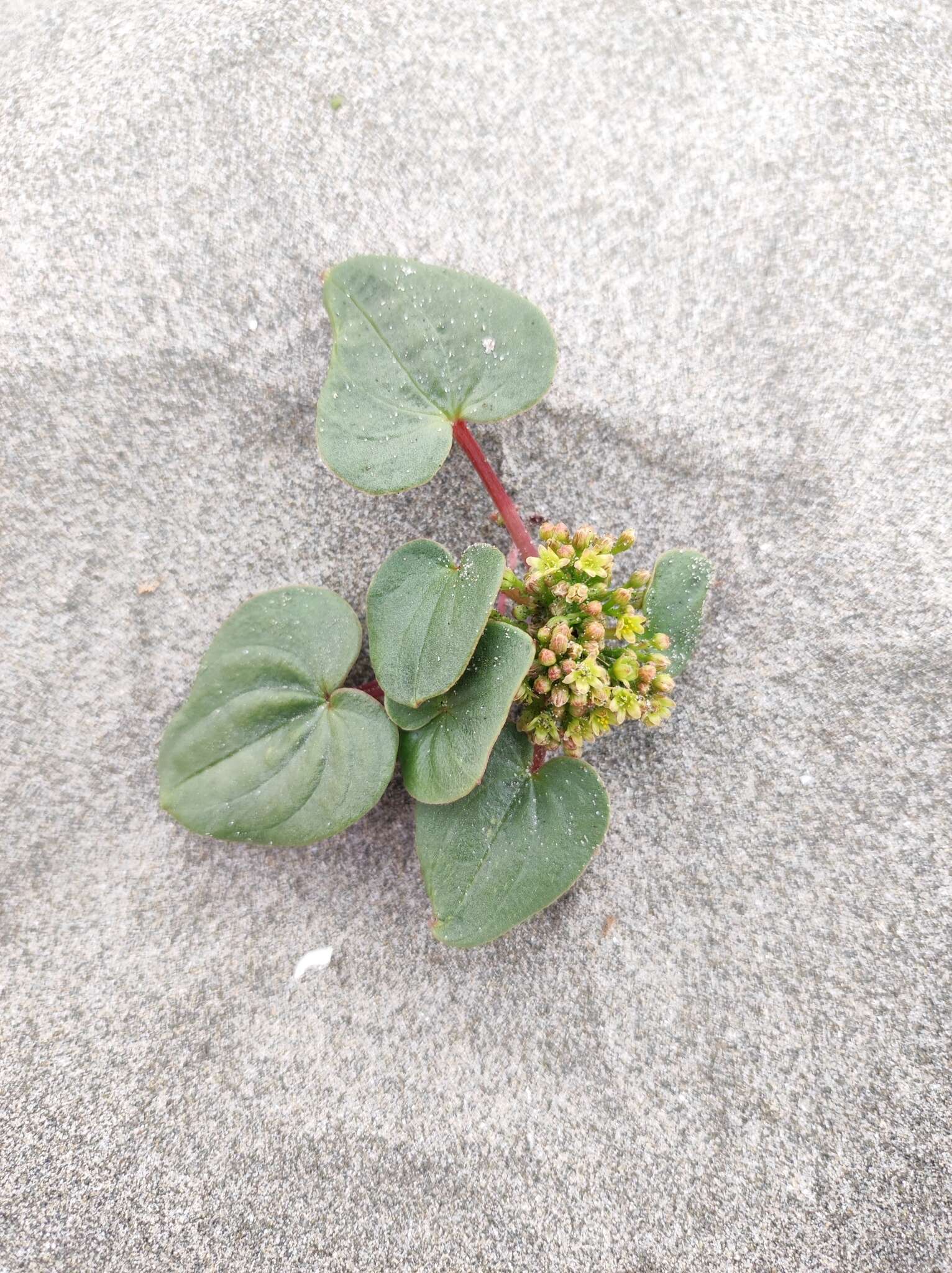 Image of Dioscorea fastigiata Gay