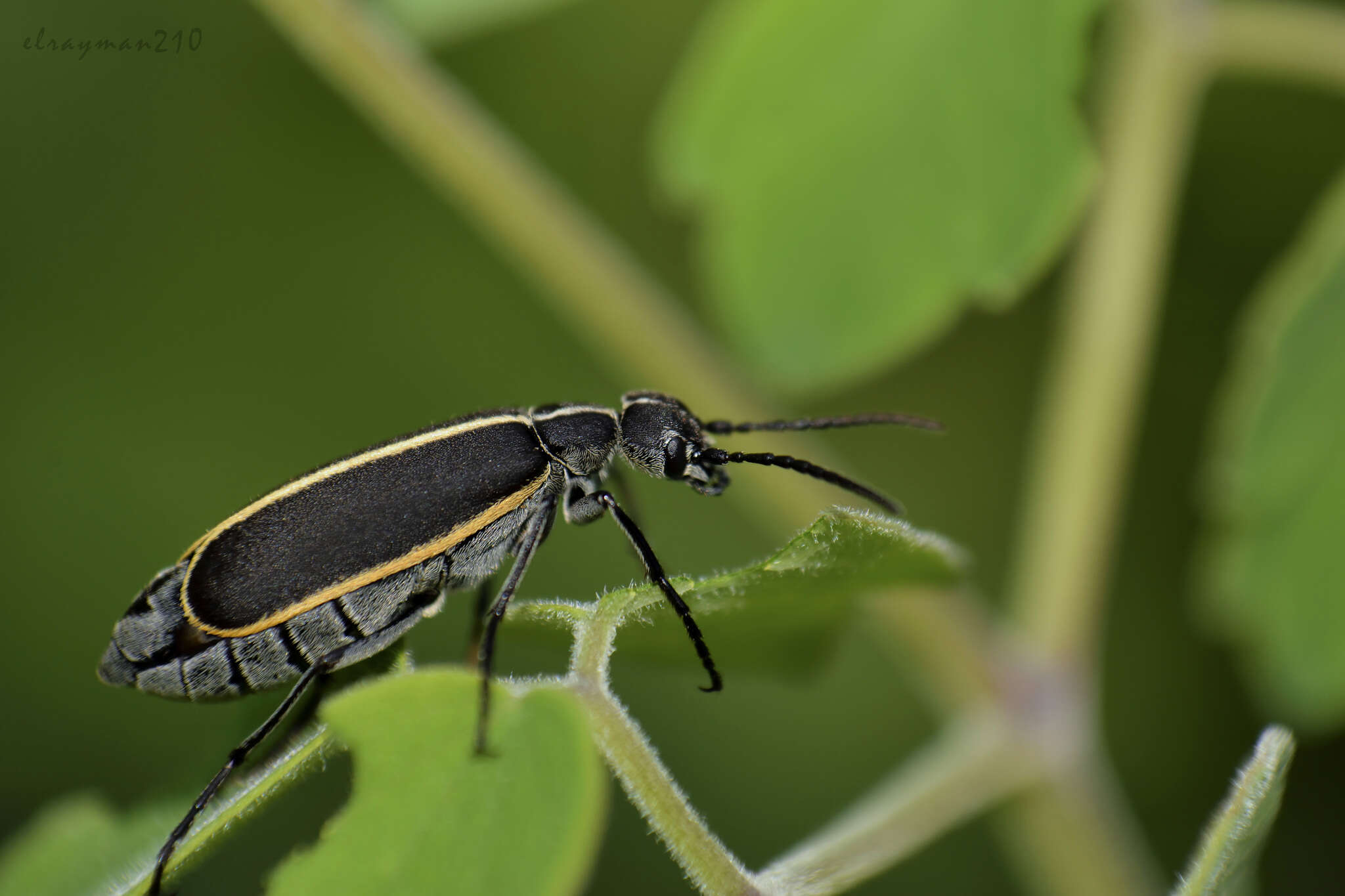 Imagem de Epicauta (Epicauta) cinctipennis (Chevrolat 1834)