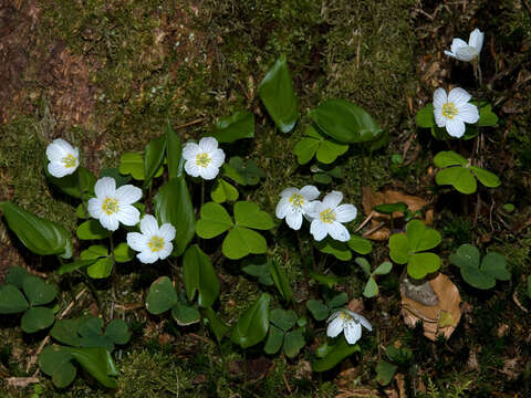 Imagem de Oxalis acetosella L.