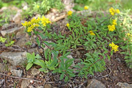 Image of <i>Sedum selskianum</i> Regel & Maak