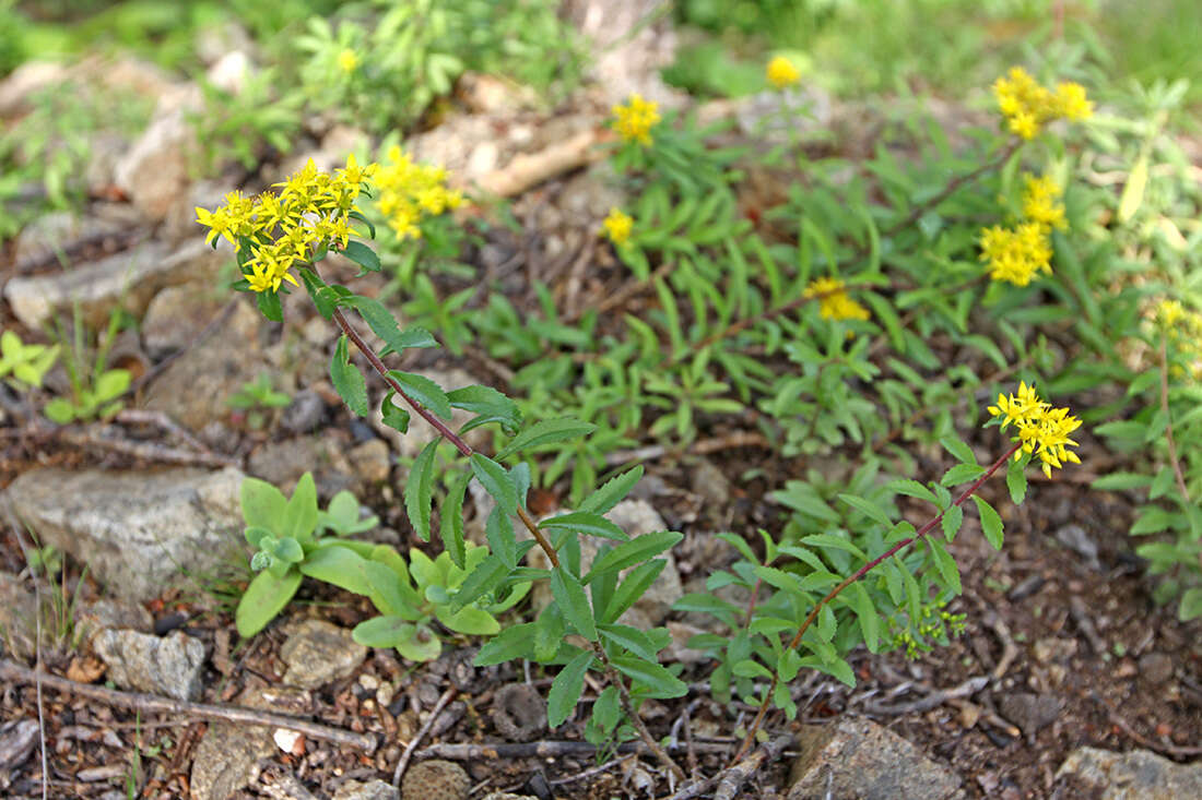 Image of <i>Sedum selskianum</i> Regel & Maak