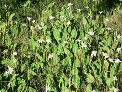 Image of yerba mansa