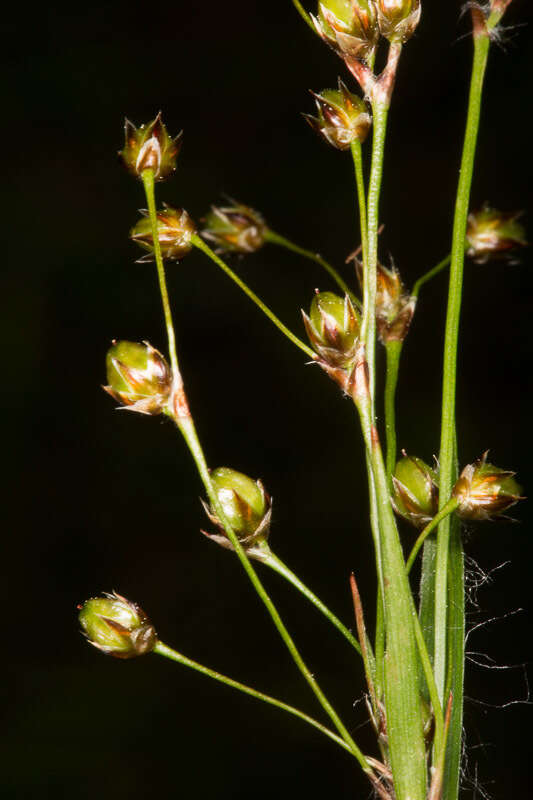Imagem de Luzula pilosa (L.) Willd.