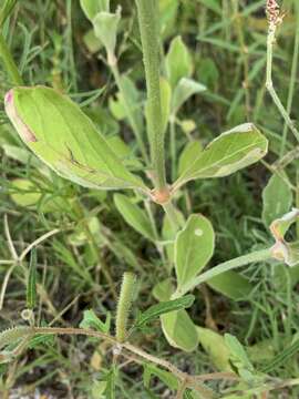 Image of Arizona snakecotton