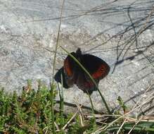 Image of Erebia montanus De Prunner 1798