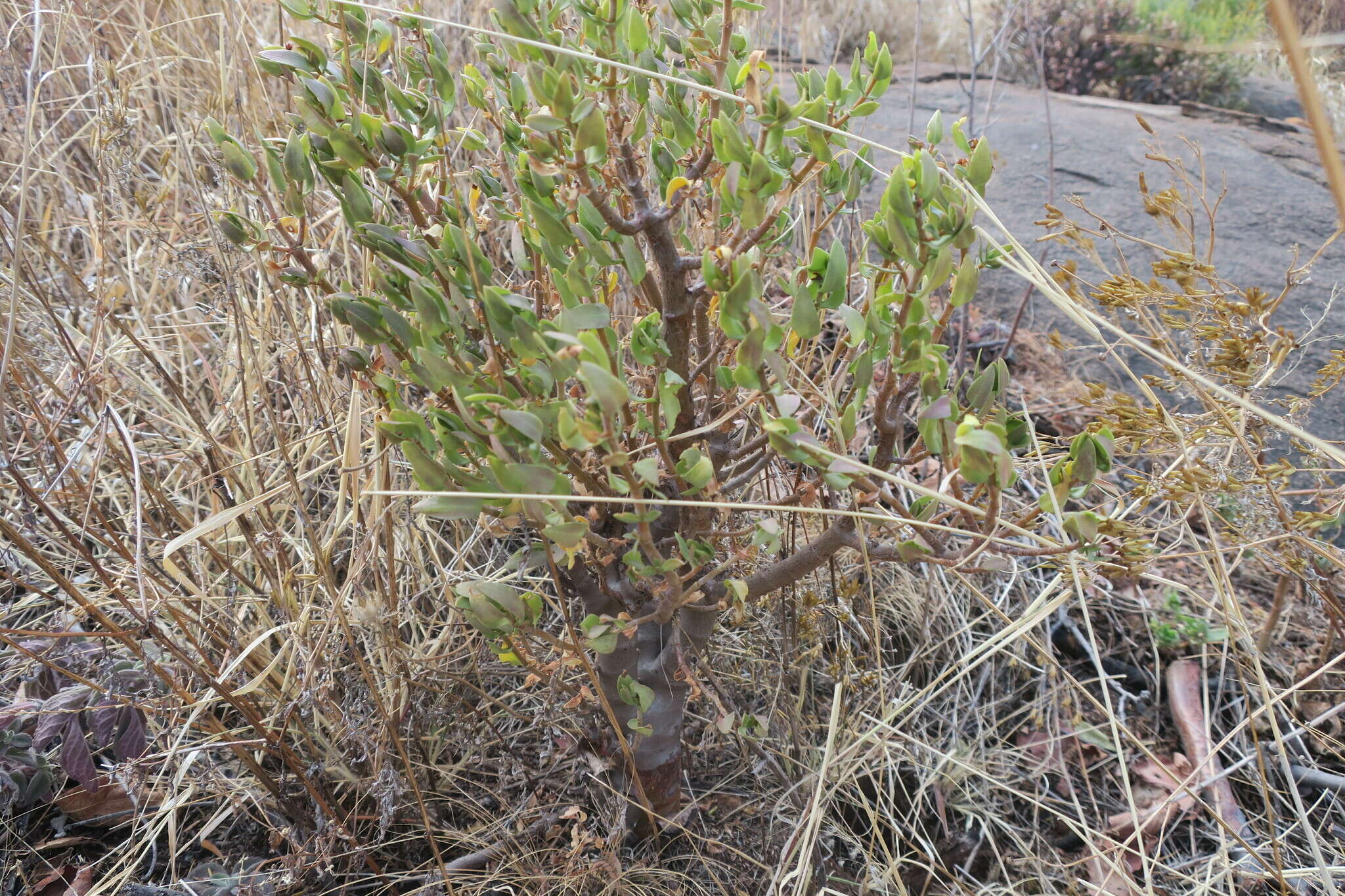 Image of Crassula sarcocaulis Eckl. & Zeyh.