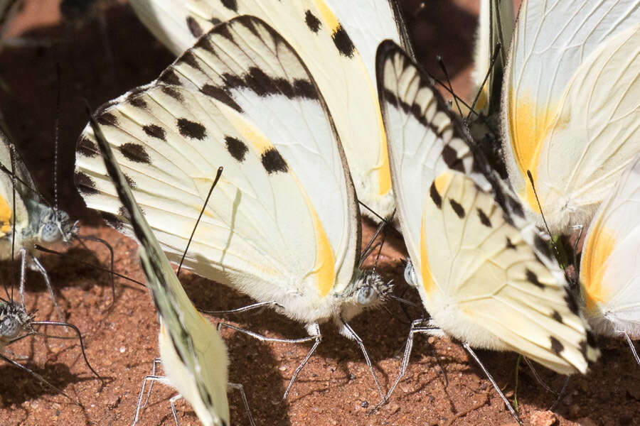 Image of Belenois theora (Doubleday 1846)