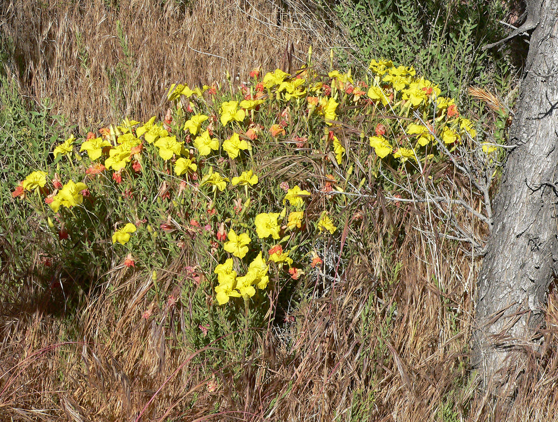 Image de Calylophus lavandulifolius