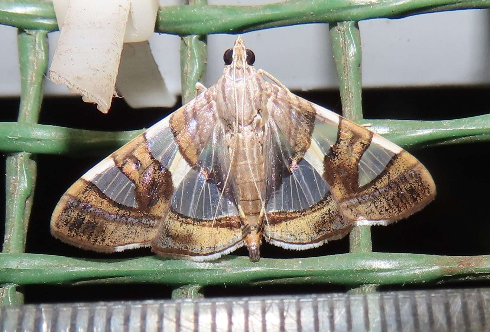 Glyphodes bitriangulalis Gaede 1917 resmi