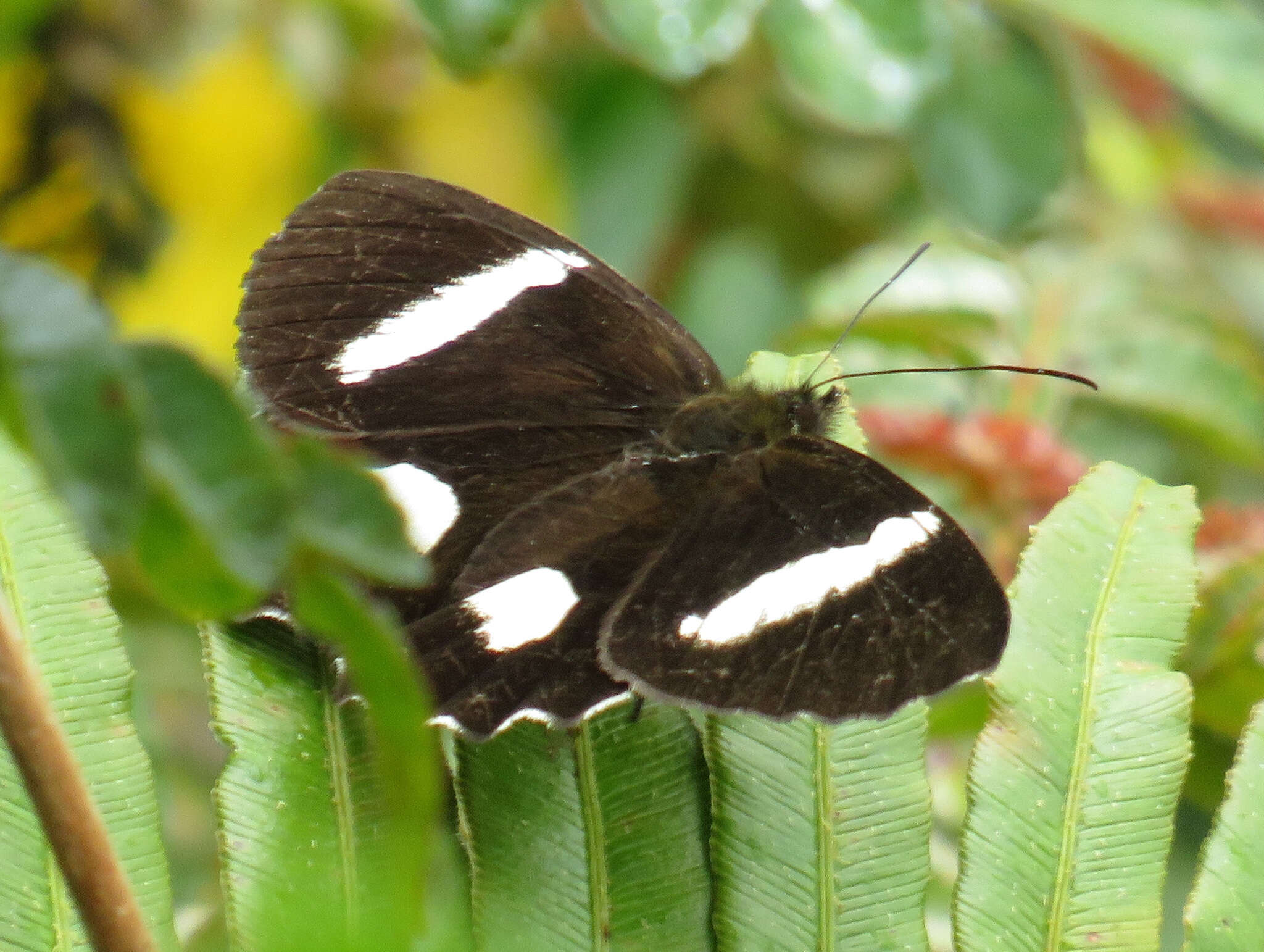 Image of Pedaliodes phaedra Hewitson 1870