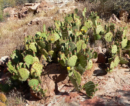 Image of Brownspine Pricklypear