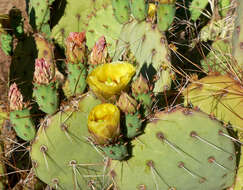 Image of Brownspine Pricklypear