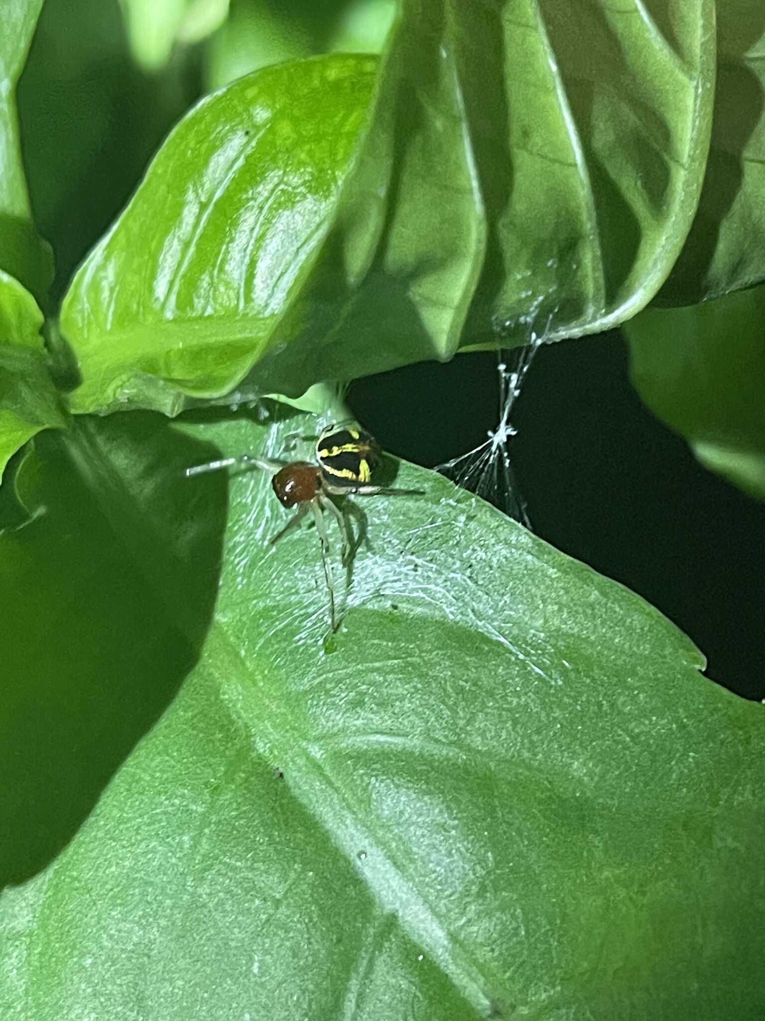 Image of Brown Flower Spider