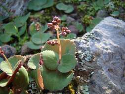 Image of Crassula umbella Jacq.