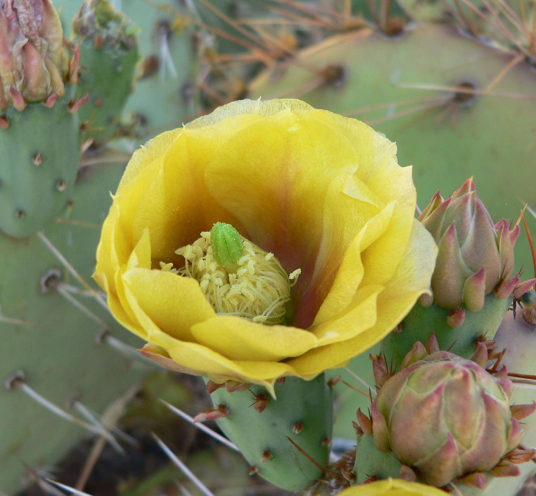 Image of Brownspine Pricklypear