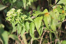 Image of Ageratina brevipes (DC.) R. King & H. Rob.