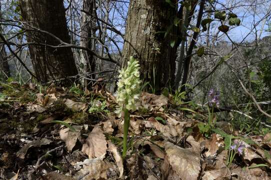 Image de Dactylorhiza romana (Sebast.) Soó