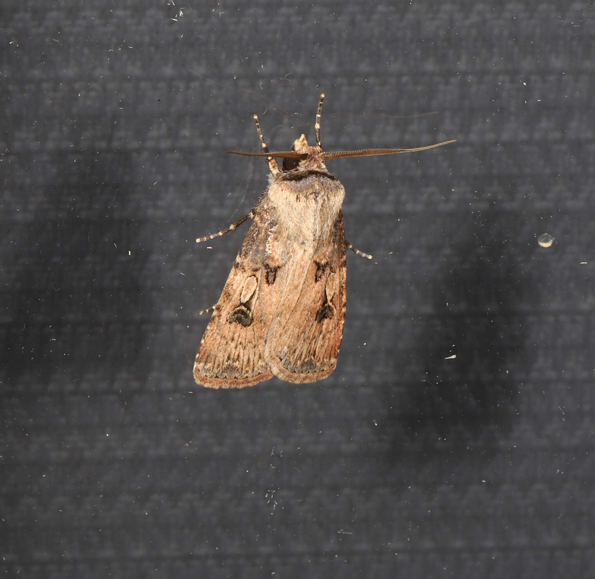 Image of Agrotis interjectionis Guenée 1852