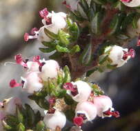 Image of Erica cordata var. cordata