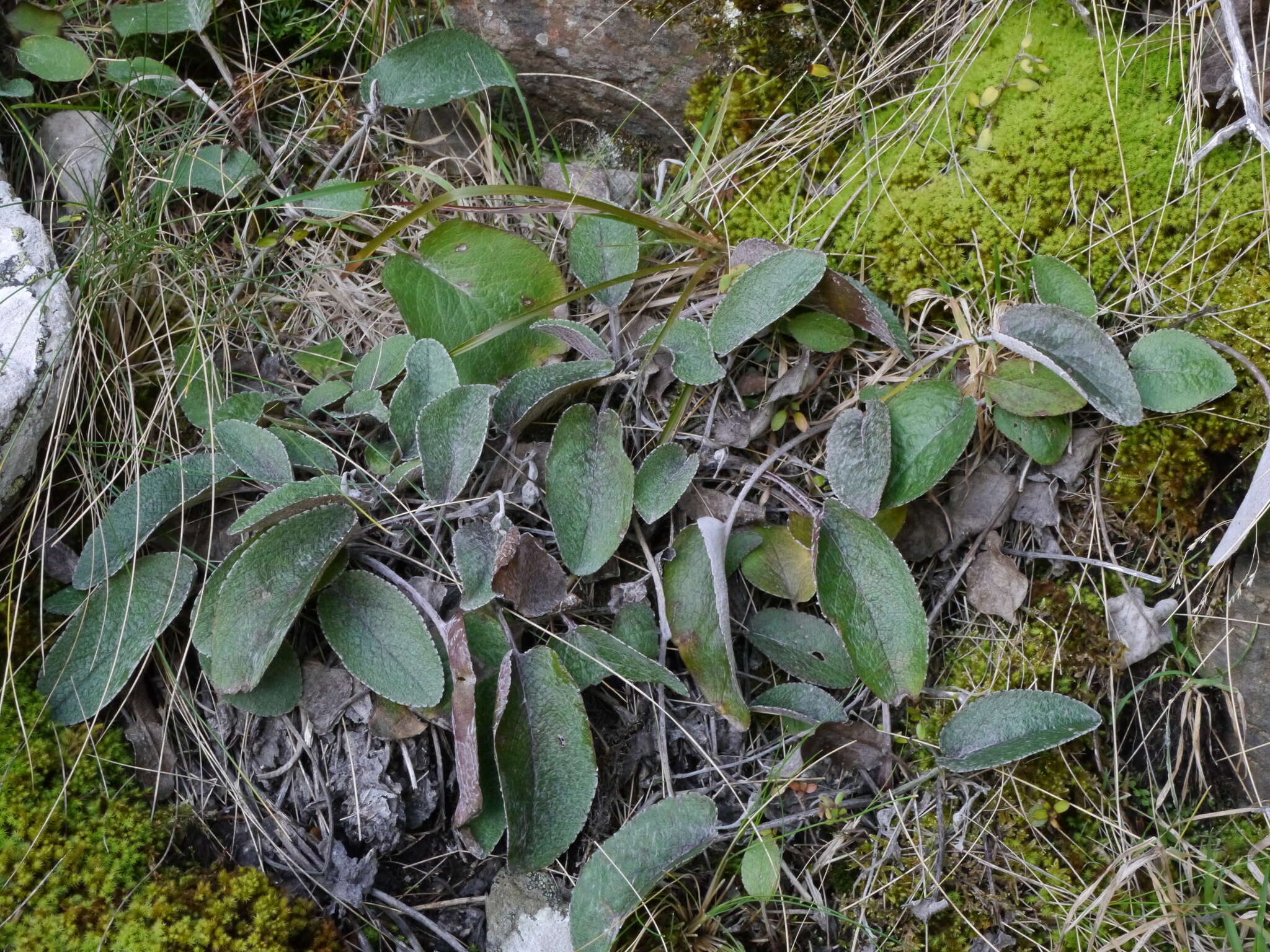 Image of Brachyglottis southlandica (Cockayne) B. Nord.