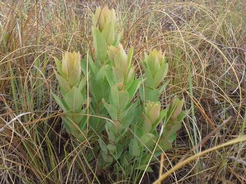 Image of Clutia monticola S. Moore